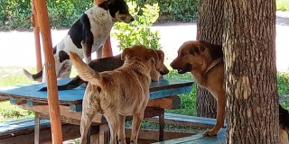 Энгельситы встревожены стаей собак на столе и лавках во дворе