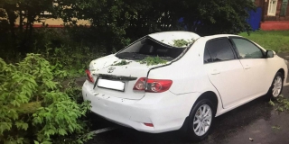 В Балашове пассажирку «Тойоты» госпитализировали из-за упавшего дерева