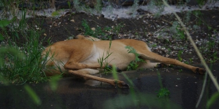 В Саратове убегавшая от собак косуля спровоцировала ДТП и погибла