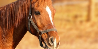Жителя Федоровского района посадили на 5 лет за кражу лошади