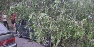 В Заводском районе три дня не убирают упавшее на машины дерево