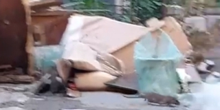 Жители Заводского района пожаловались на кишащую крысами мусорку