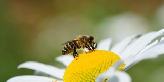 В Балашовском районе из-за пестицидов массово погибли пчелы