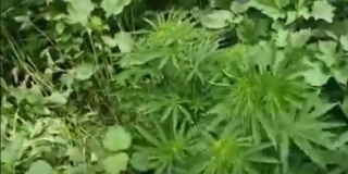 � ����������� ������ ���������� ��������������� ��������� �������