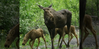В Лысогорском районе браконьеры убили лосиху с детенышами