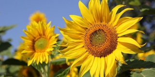 � �������� ����������� ���������� ������ � ������������ ����� +25