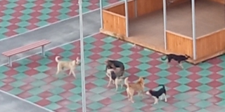 В Заводском районе бродячие собаки оккупировали территорию детсада