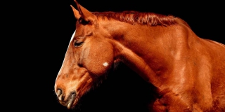 На саратовском ипподроме установлены три рекорда На саратовском ипподроме установлены три рекорда