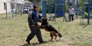 В Саратове 12 команд с собаками соревновались на звание лучших в ГУ МВД