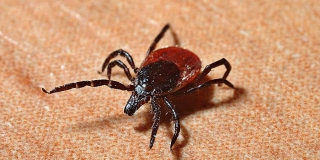 В Саратовской области больше 800 человек пострадали от укусов клещей В Саратовской области больше 800 человек пострадали от укусов клещей