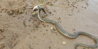 В Саратове отдыхающих на пляже удивила змея с рыбой в пасти
