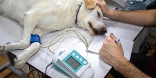 В Саратове мобильные бригады начали вакцинировать кошек и собак