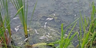 В Заводском районе массово погибла рыба в Кокуринском пруду