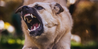 В Саратове на отлов 3 тысяч бродячих собак выделят 22,5 млн рублей