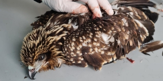 � ������������ ������ ���������� ������ ������������� �����