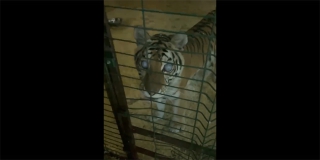 Глава Росприроднадзора потребовала изъять заточенную тигрицу в Саратове