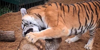 Спасенную в Саратове тигрицу Аврору увезли в петербургский хоспис