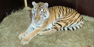 Медики удалили саратовской тигрице Авроре один глаз