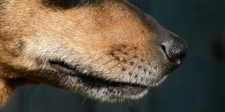 В приютах Саратовской области простерилизовали более 200 животных В приютах Саратовской области простерилизовали более 200 животных