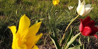 В Саратовской области появится новый памятник природы с тюльпанами Геснера