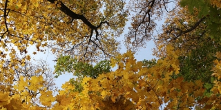 В администрации Саратова разрешили снос 35 деревьев В администрации Саратова разрешили снос 35 деревьев