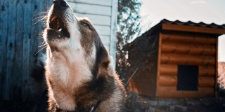 В Новобурасском районе объявили карантин из-за бешеной собаки