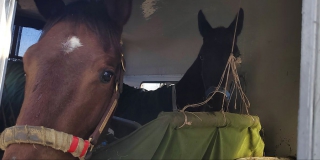 В Саратовскую область не пустили 7 киргизских лошадей без кличек