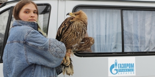 «Газпром трансгаз Саратов» помог спасению птицы уязвимого вида