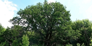 В Саратове 150-летний дуб включили в реестр старовозрастных деревьев России