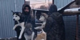 В Саратове бывшие хозяева забирают собак из приюта после обнаружения 90 трупов
