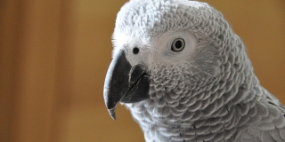 Саратовчанка лишилась 38 тысяч при покупке говорящего попугая Жако