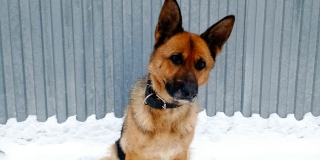 В Пугачеве собака Лика помогла пресечь передачу наркотиков в ИК-17