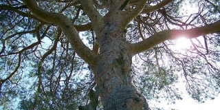 В Татищевском районе 200-летняя сосна претендует на звание дерево года в России