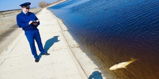 В Ершовском районе начали проверку по факту массовой гибели рыбы В Ершовском районе начали проверку по факту массовой гибели рыбы