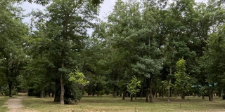 Сельчанин ожидает суда за вырубку леса в Базарно-Карабулакском районе