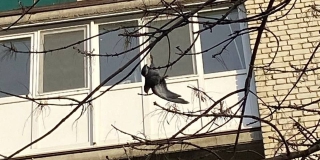 Ради спасения голубя саратовчанка вызвала автовышку Ради спасения голубя саратовчанка вызвала автовышку