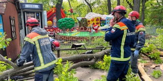 В Горпарке упавшее дерево насмерть придавило женщину и ребенка. Проводится проверка