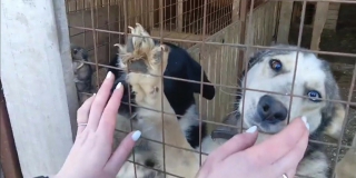 В Красноармейском районе осужденные будут строить будки для собак в приюте