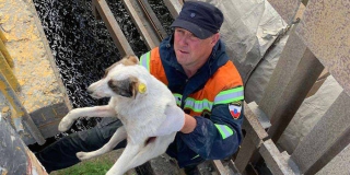 В Балакове спасатели помогли застрявшей между плитами собаке