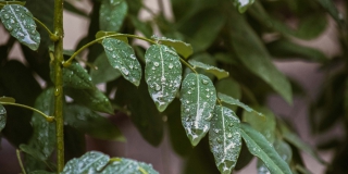 В Саратовской области прогнозируется дождливый день с грозами
