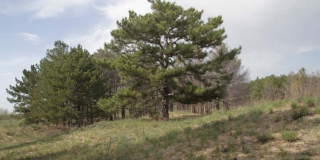 Дьяковский лес получит статус особо охраняемой территории до конца года