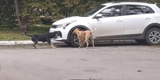  � ����������� ������ ������ ������ �� ���������� � �������� ��������