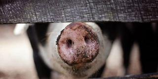 В Воскресенском и Новобурасском районах ввели карантин из-за чумы свиней