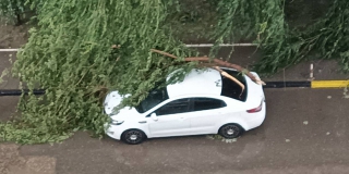 Шторм с градом в Саратове: упали 32 дерева, пострадало несколько автомобилей
