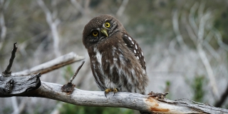 В Саратове суд запретил деятельность центра реабилитации диких животных В Саратове суд запретил деятельность центра реабилитации диких животных