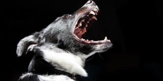 Чиновники о нападении собаки на девочку: Животное находилось на «самовыгуле» Чиновники о нападении собаки на девочку: Животное находилось на «самовыгуле»