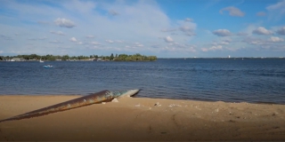Володин: Пляж в Затоне нужно открыть уже следующим летом