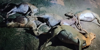 ��� ��������� ��������� ���������� � 5 ������ �������� �� ������� �����