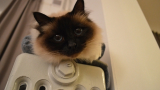 � �������� ���������� ������������ ����� ��� �������������