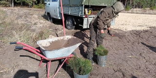 В Балашовском районе высадили 2 тысячи сосен